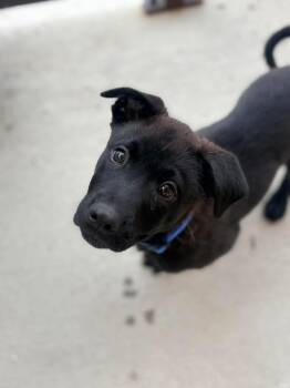 Labrador Retriever Dogs Available for Adoption - Boxy Boo | PetCurious