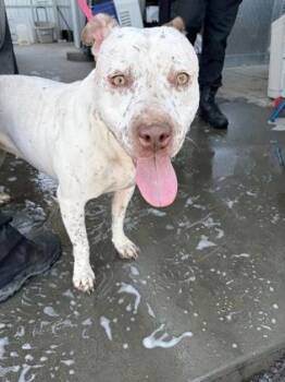 Miranda -  Pit Bull Terrier and Mixed Breed Dog for Adoption in Fresno, California - Miranda | PetCurious