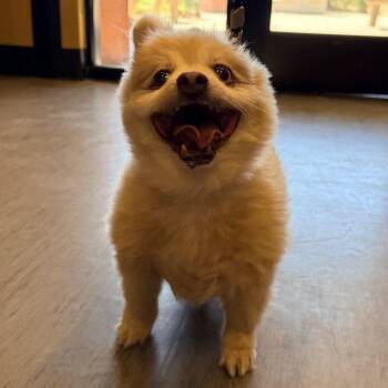 Pomeranian Dogs Available for Adoption - Lugo | PetCurious