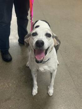 Piper -  Hound Dog for Adoption in Greenfield, Indiana - Piper | PetCurious