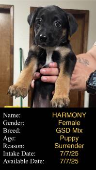 Rescue German Shepherd Dog Dogs for Adoption in Portales, New Mexico - Harmony | PetCurious
