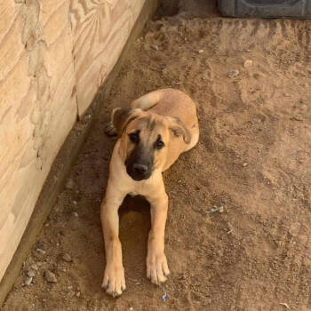 Rescue Mixed Breed Dogs for Adoption in Bend, Oregon - Gregory | PetCurious