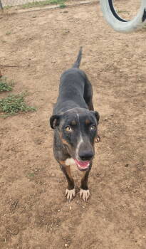 Rescue Catahoula Leopard Dog and Hound Dogs for Adoption - Allie | PetCurious