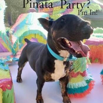 Rescue Bull Terrier Dogs for Adoption in Palm Desert, California - Pepe | PetCurious