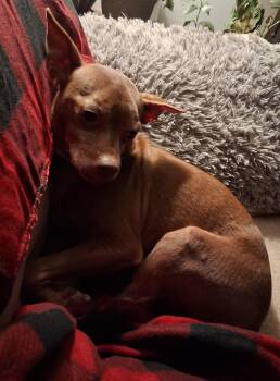 Rescue Chihuahua and Pit Bull Terrier Dogs for Adoption in Staatsburg, New York - Taco | PetCurious