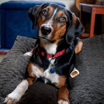 Hound and Shepherd Dogs Available for Adoption in Washington, District Of Columbia - Donald | PetCurious
