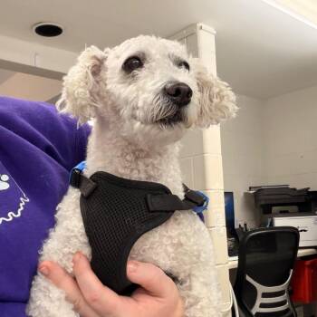 Michelin Man -  Bichon Frise and Miniature Poodle Dog for Adoption in Indianapolis, Indiana - Michelin Man | PetCurious