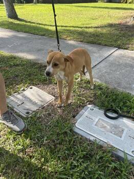 Pit Bull Terrier and Mixed Breed Dogs Available for Adoption in Fort Myers, Florida - MARTY | PetCurious