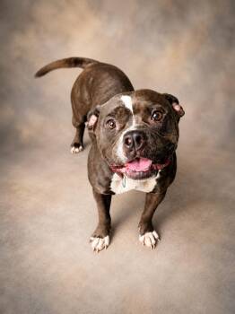 Kangaroo -  Staffordshire Bull Terrier and Mixed Breed Dog for Adoption in Hardeeville, South Carolina - Kangaroo | PetCurious
