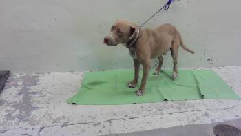 DAVINO -  Staffordshire Bull Terrier and Mixed Breed Dog for Adoption in Houston, Texas - DAVINO | PetCurious