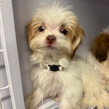 Bashful -  Shih Tzu and Poodle Dog for Adoption in Baton Rouge, Louisiana - Bashful | PetCurious