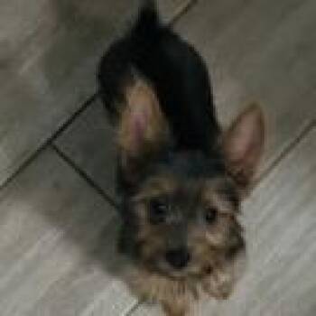 Arabelle -  Yorkshire Terrier Dog for Adoption in Houston, Texas - Arabelle | PetCurious
