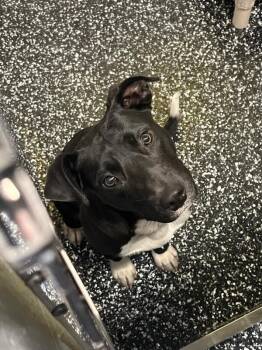 Mixed Breed Dogs Available for Adoption in Jackson, Tennessee - Ziggy | PetCurious