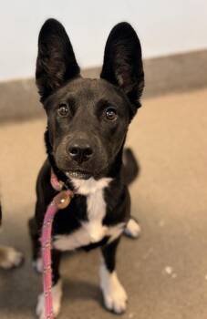 Scuba -  Siberian Husky and Shepherd Dog for Adoption in Richmond, Virginia - Scuba | PetCurious