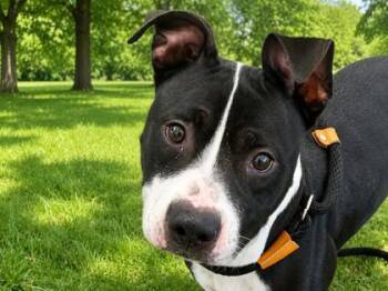 Pogo -  Mixed Breed Dog for Adoption in Georgetown, Texas - Pogo | PetCurious