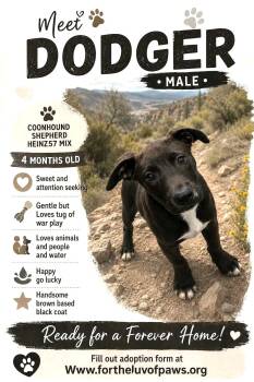 Dodger -  Coonhound Dog for Adoption in Golden Valley, Arizona - Dodger | PetCurious