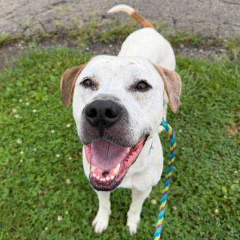 Louie -  Pit Bull Terrier Dog for Adoption in Philadelphia, Pennsylvania - Louie | PetCurious