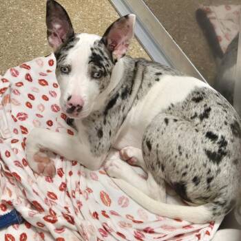 Dippin Dot -  Mixed Breed Dog for Adoption in Sonoma, California - Dippin Dot | PetCurious