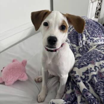 Trinity -  Terrier Dog for Adoption in Walker, Louisiana - Trinity | PetCurious