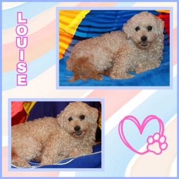 Rescue Poodle Dogs for Adoption in Mesa, Arizona - Louise | PetCurious