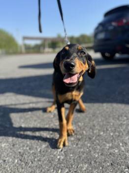 German Shepherd Dog and Retriever Dogs Available for Adoption in Kutztown, Pennsylvania - Jersey | PetCurious