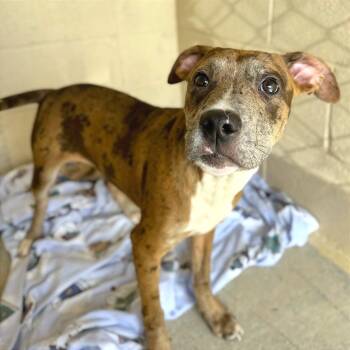 Cookie Dough -  Mixed Breed Dog Available for Adoption in Hendersonville, North Carolina - Cookie Dough | PetCurious