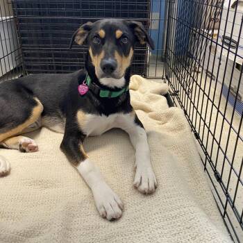 Hunter AKA Gordo -  Mixed Breed Dog for Adoption in Loxahatchee Groves, Florida - Hunter AKA Gordo | PetCurious