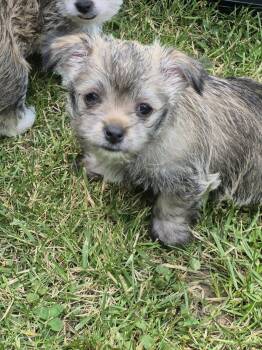 Chewy -  Chihuahua Dog for Adoption in Edgewood, Kentucky - Chewy | PetCurious