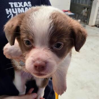 Aquarius -  Mixed Breed Dog for Adoption in Leander, Texas - Aquarius | PetCurious