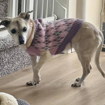 Spirit -  Jack Russell Terrier and Chihuahua Dog for Adoption in Bountiful, Utah - Spirit | PetCurious