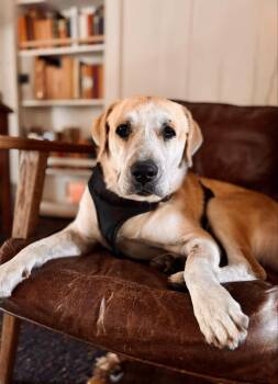 Rescue Yellow Labrador Retriever Dogs for Adoption in Brookshire, Texas - Ray Wright | PetCurious