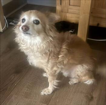 Geoff -  Papillon Dog for Adoption in Thompson Falls, Montana - Geoff | PetCurious