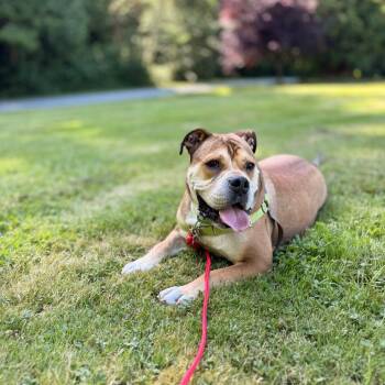Yookie -  English Bulldog Dog for Adoption in Bellingham, Washington - Yookie | PetCurious