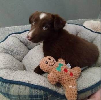 ROSE -  Border Collie and Mixed Breed Dog for Adoption in Alameda, California - ROSE | PetCurious