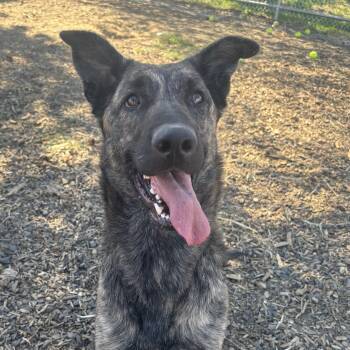 Bella -  Dutch Shepherd Dog for Adoption in The Dalles, Oregon - Bella | PetCurious