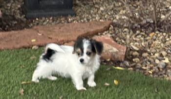 Yorkshire Terrier Dogs Available for Adoption in Penryn, California - Jack Hardy | PetCurious