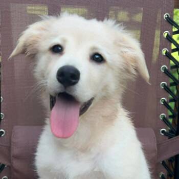 Winnie -  Golden Retriever and Mixed Breed Dog for Adoption in Cleveland, Tennessee - Winnie | PetCurious