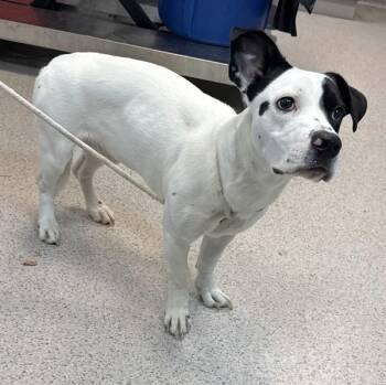 Billy Ray -  Mixed Breed Dog for Adoption in New York, New York - Billy Ray | PetCurious