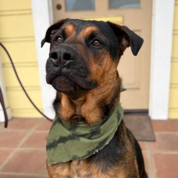 King -  Black Mouth Cur Dog for Adoption in Goleta, California - King | PetCurious