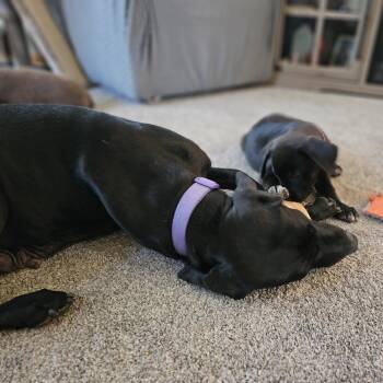 Jumanji -  Labrador Retriever Dog for Adoption in Fargo, North Dakota - Jumanji | PetCurious