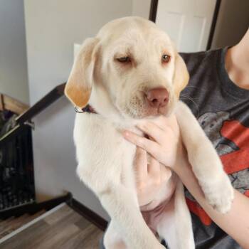 Pearl -  Labrador Retriever Dog Available for Adoption in Oak Grove, Minnesota - Pearl | PetCurious
