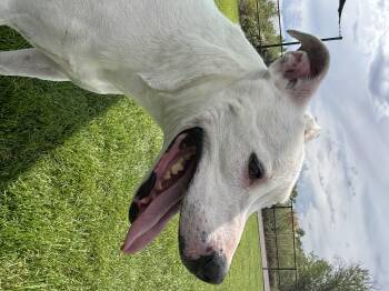 Kolsh -  Pit Bull Terrier Dog for Adoption in Montrose, Colorado - Kolsh | PetCurious