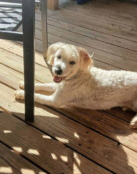 Rescue Poodle and Schnauzer Dogs for Adoption in Columbia, Tennessee - Cootie - CP | PetCurious