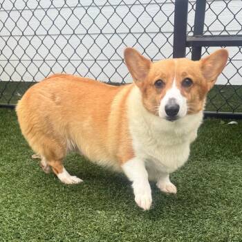 Queenie -  Pembroke Welsh Corgi Dog for Adoption in Zionsville, Indiana - Queenie | PetCurious