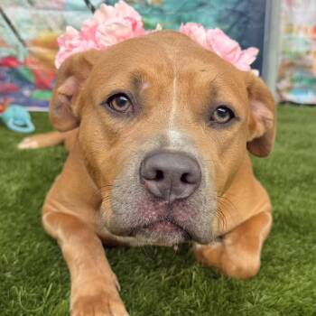 Penelope -  Mixed Breed Dog for Adoption in Warren, Ohio - Penelope | PetCurious