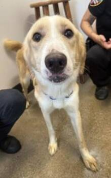 Hector -  Labrador Retriever Dog for Adoption in Cleveland, Ohio - Hector | PetCurious