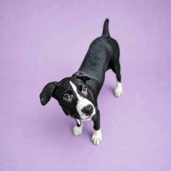 Pit Bull Terrier Dogs Available for Adoption in Martinez, California - Dagger  | PetCurious
