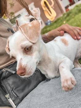 Ophelia -  Chihuahua and Terrier Dog for Adoption in Harlingen, Texas - Ophelia | PetCurious