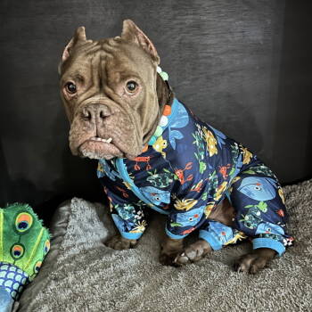 Rescue Pit Bull Terrier Dogs for Adoption in Dallas, Texas - Eloise | PetCurious