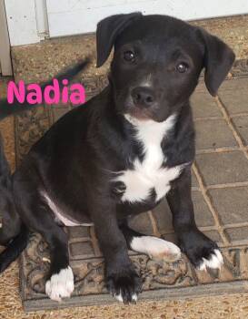 Black Labrador Retriever Dogs Available for Adoption in Pembroke, Massachusetts - Nadia | PetCurious